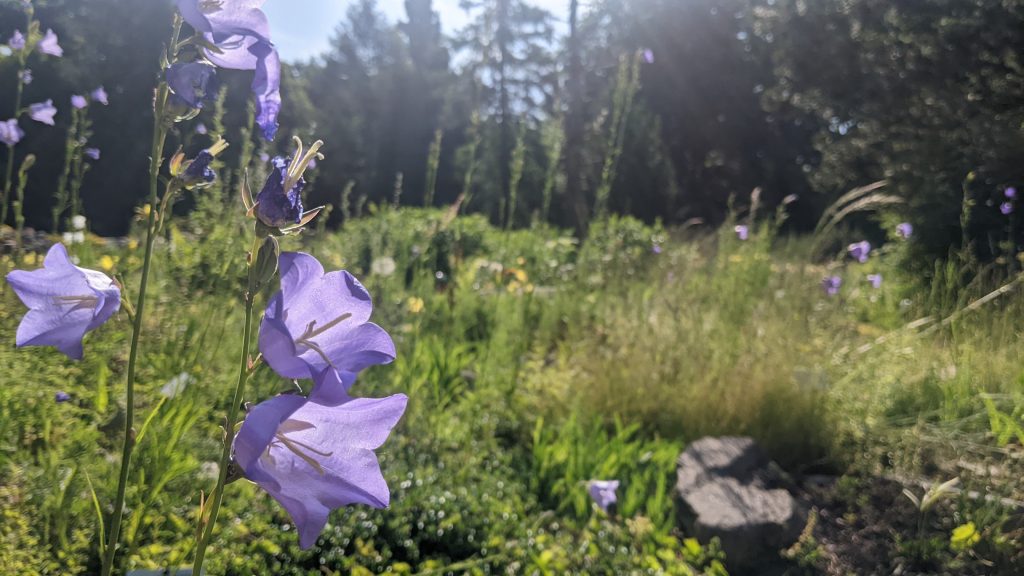Wiese mit Blumen und Sonnenschein. Im Hintergrund ein Wald.